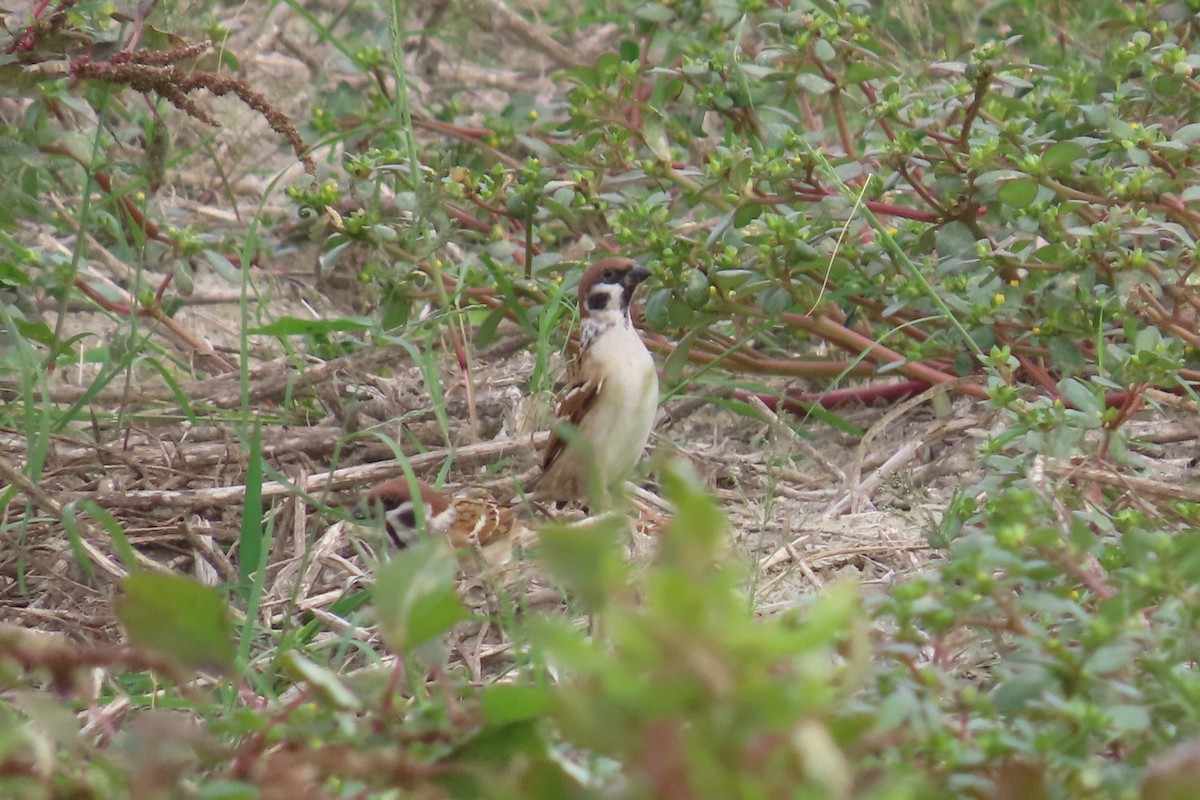 Eurasian Tree Sparrow - ML646033227
