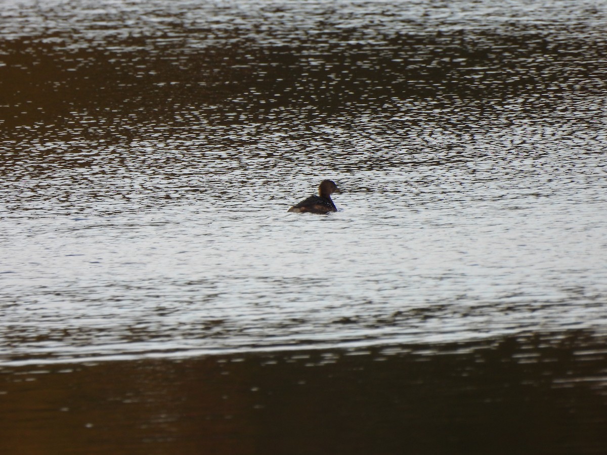 Pied-billed Grebe - ML646033228
