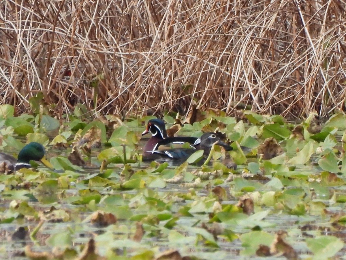 Canard branchu - ML646033232