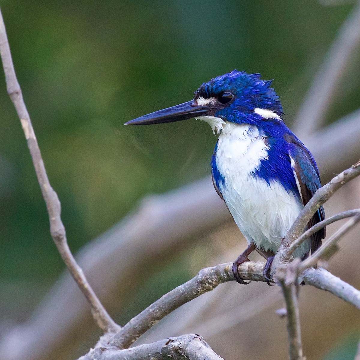 ヒメミツユビカワセミ - ML646033236