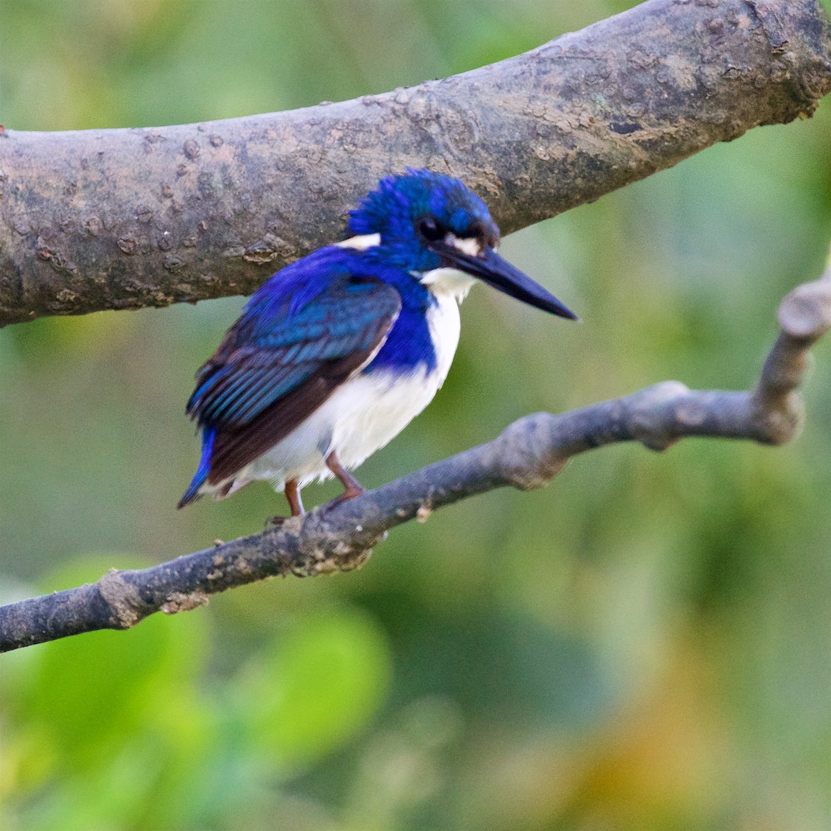 ヒメミツユビカワセミ - ML646033237