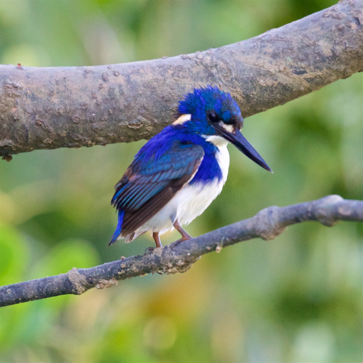 ヒメミツユビカワセミ - ML646033238