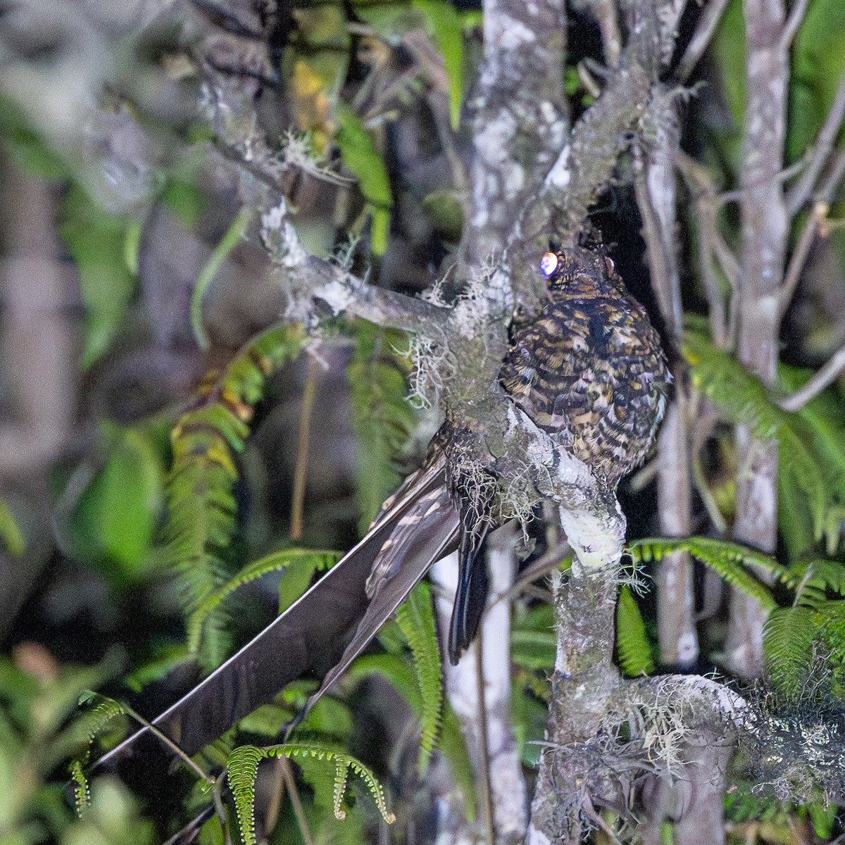 Swallow-tailed Nightjar - ML646033261