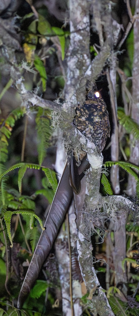 Swallow-tailed Nightjar - ML646033262
