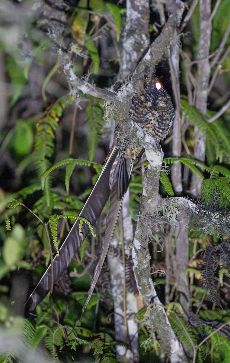 Swallow-tailed Nightjar - ML646033263