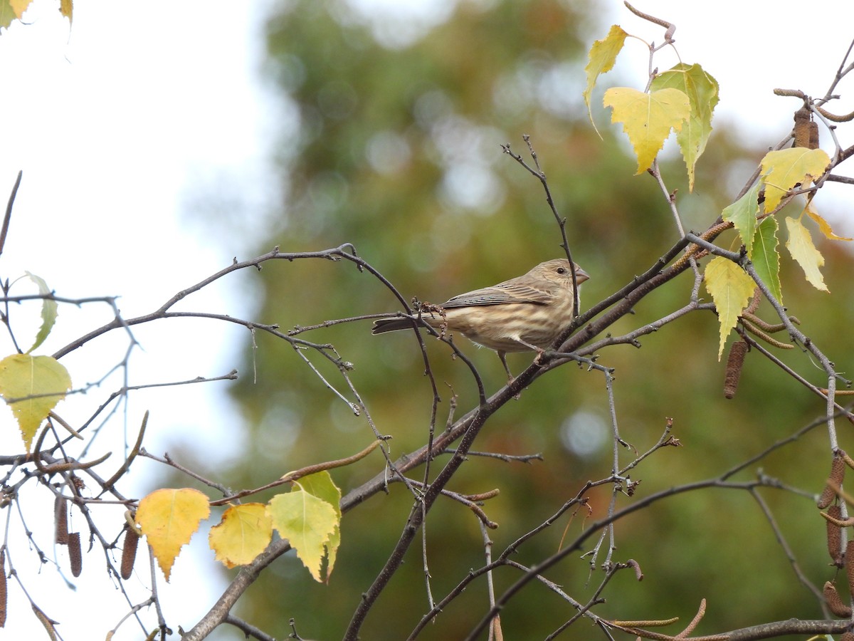 Hausgimpel - ML646033283