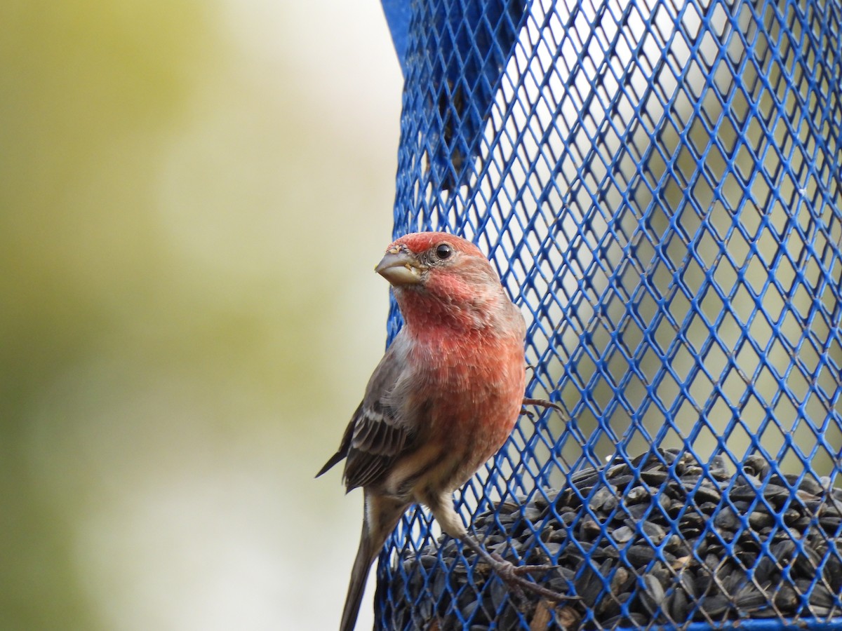 Hausgimpel - ML646033284