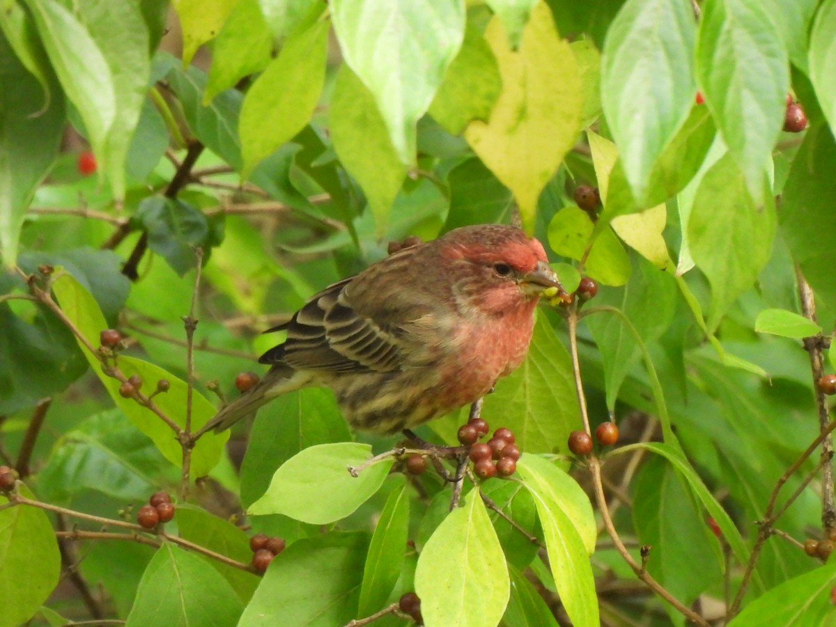 Hausgimpel - ML646033285