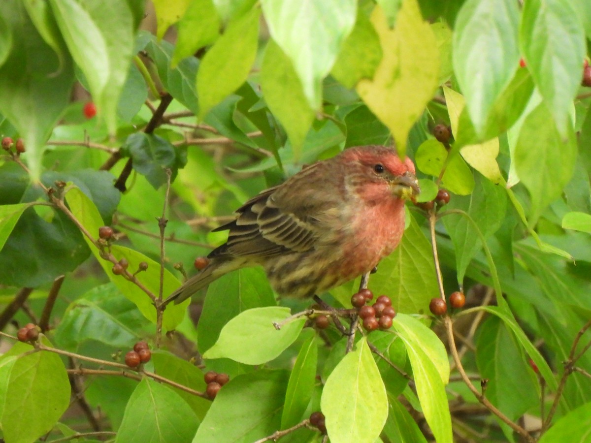 Hausgimpel - ML646033286