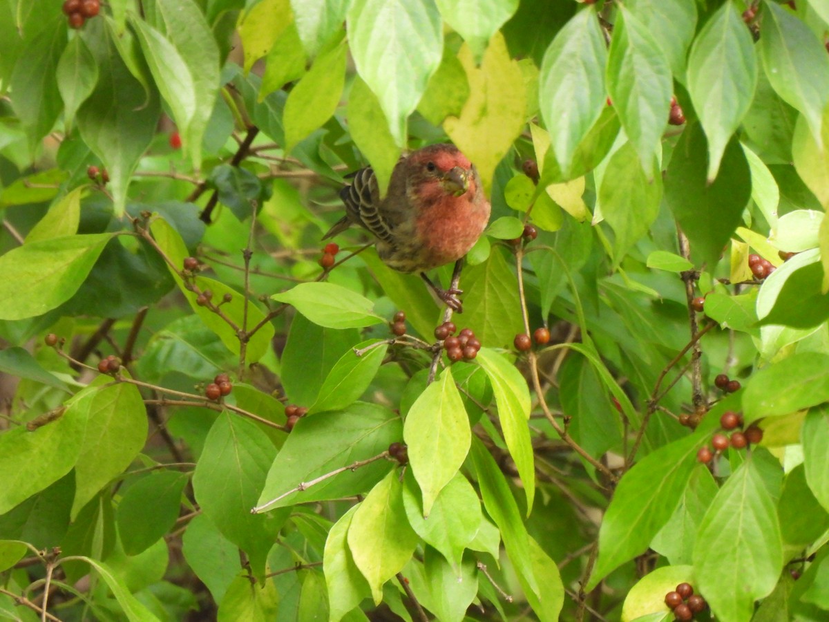 Hausgimpel - ML646033287