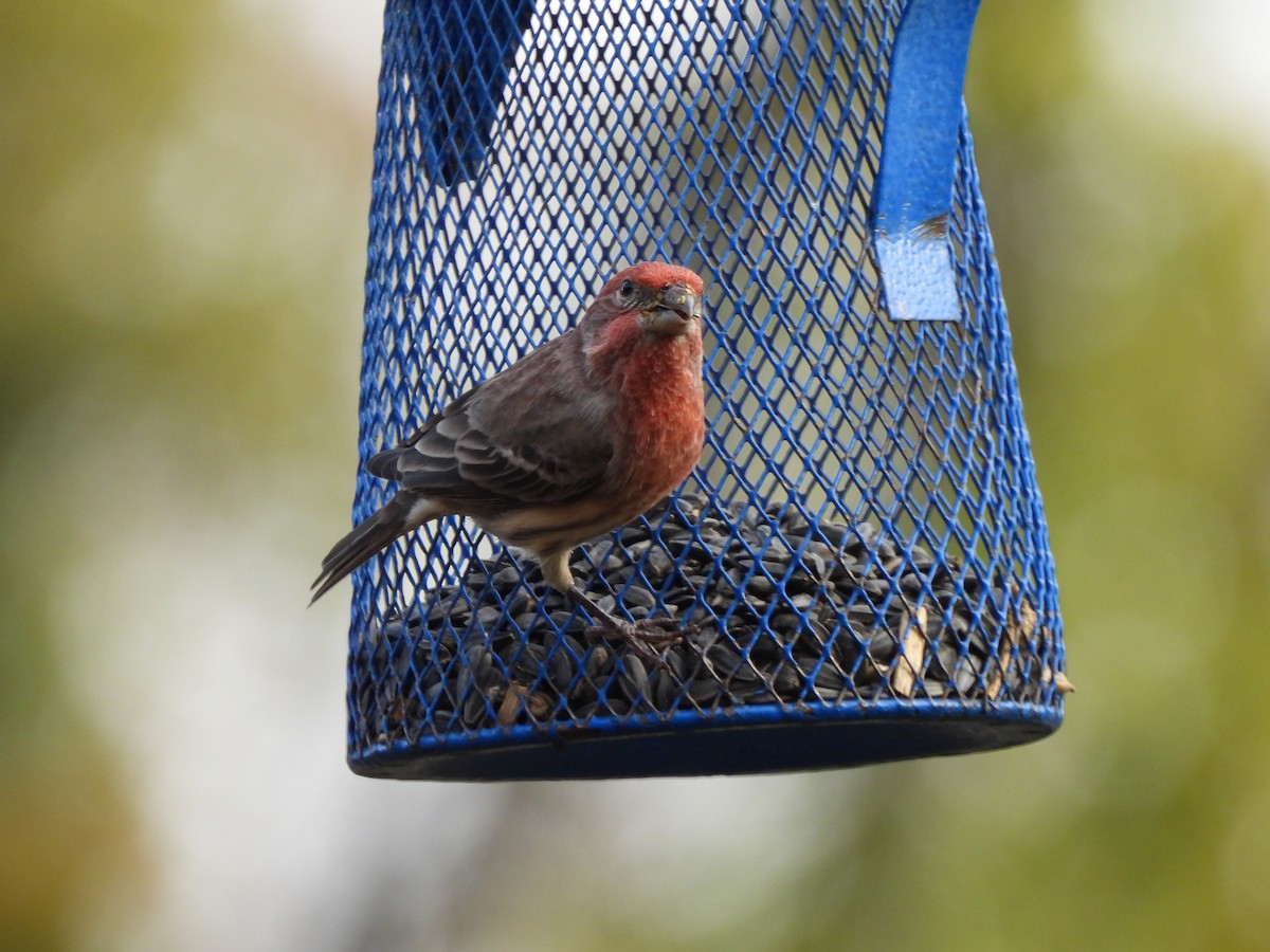 Hausgimpel - ML646033288