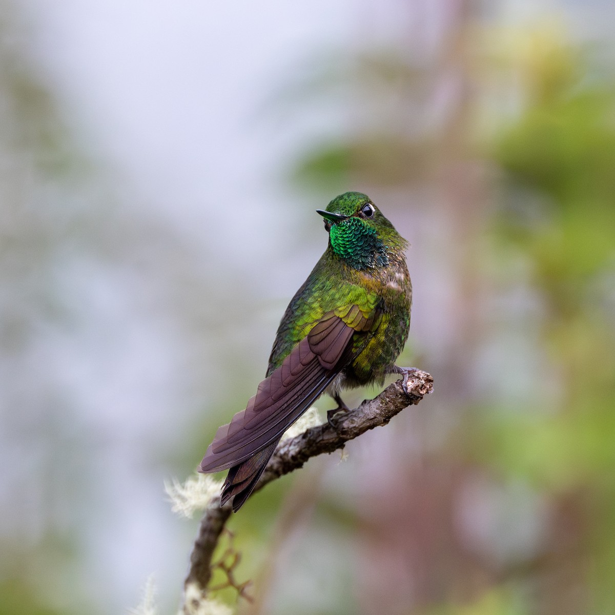 Smaragdkehl-Glanzschwänzchen (smaragdinicollis) - ML646033291