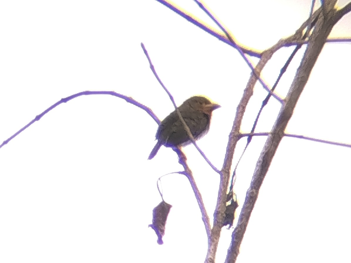 Rostbartvogel - ML646033292