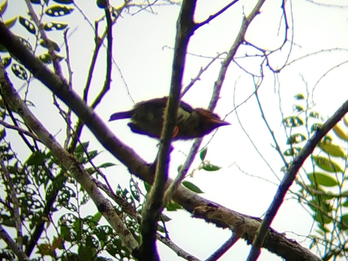 Rostbartvogel - ML646033293