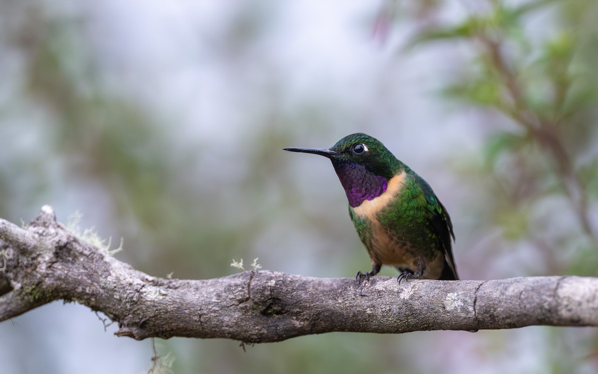 Amethystsonnennymphe - ML646033295