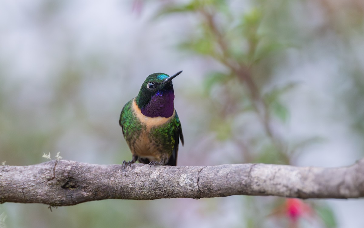 Amethystsonnennymphe - ML646033296