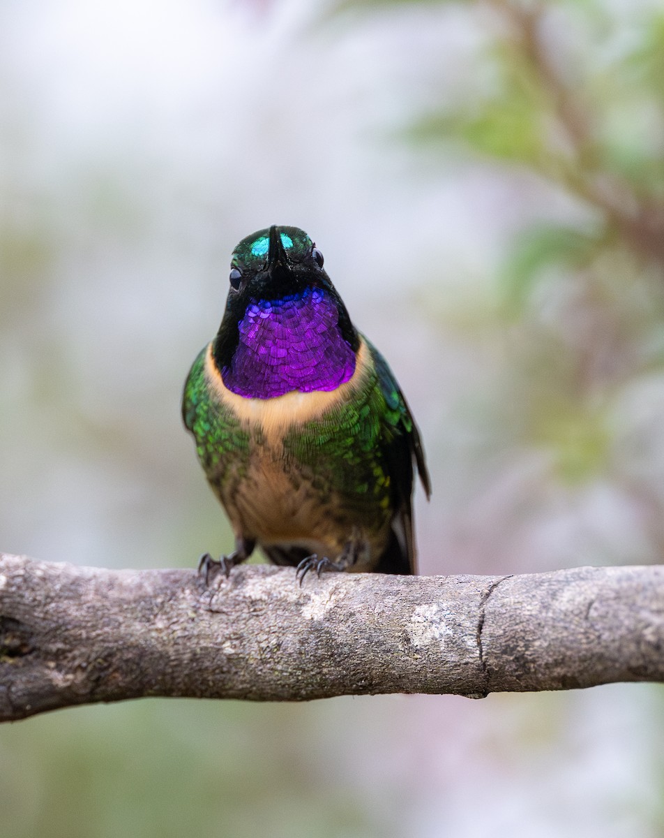 Amethystsonnennymphe - ML646033297