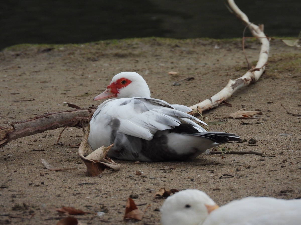 Moschusente (domestiziert) - ML646033299