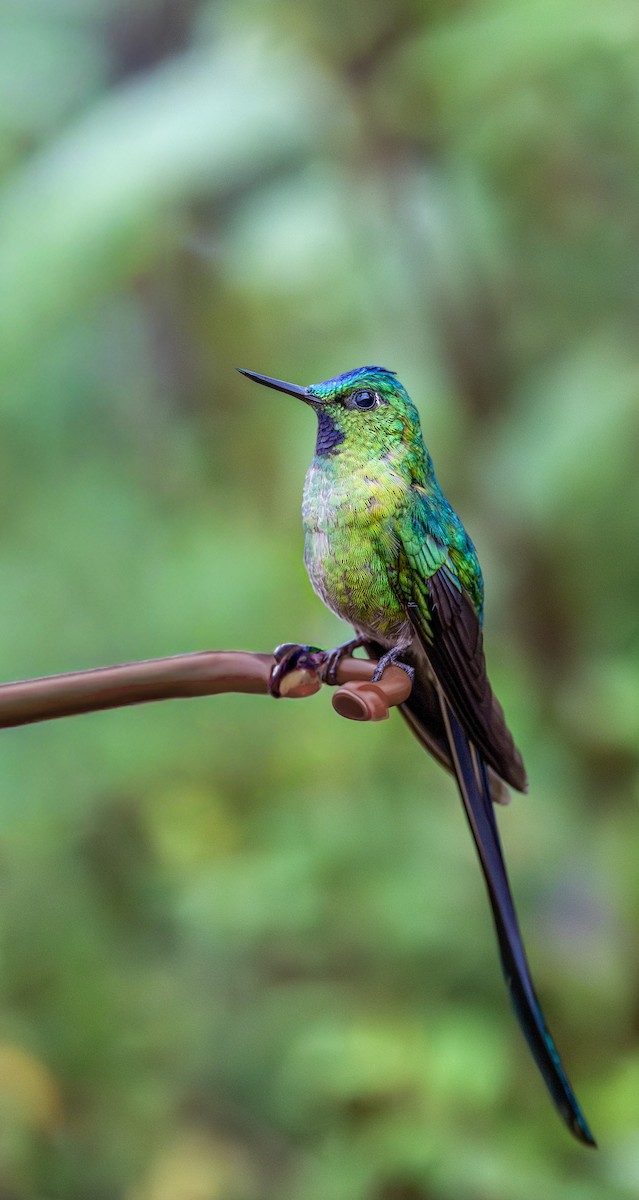 Himmelssylphe - ML646033301