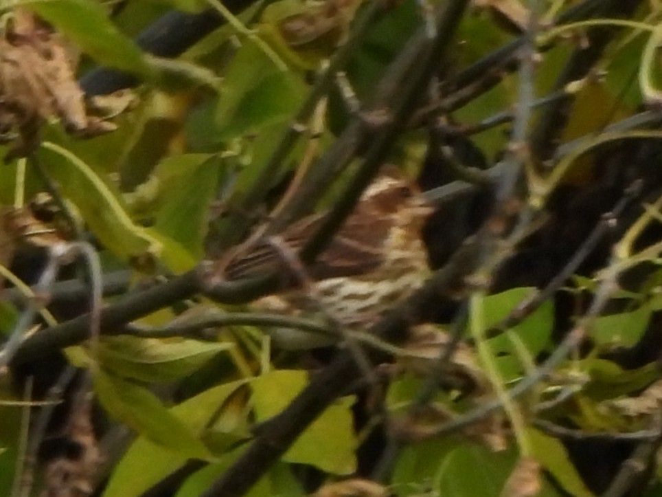 Purpurgimpel - ML646033303