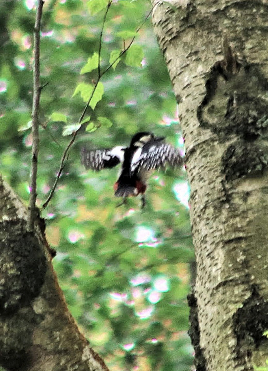 Buntspecht - ML646033304