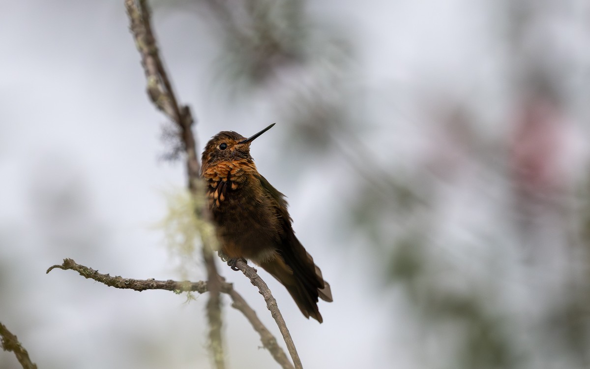 Rostkolibri - ML646033305
