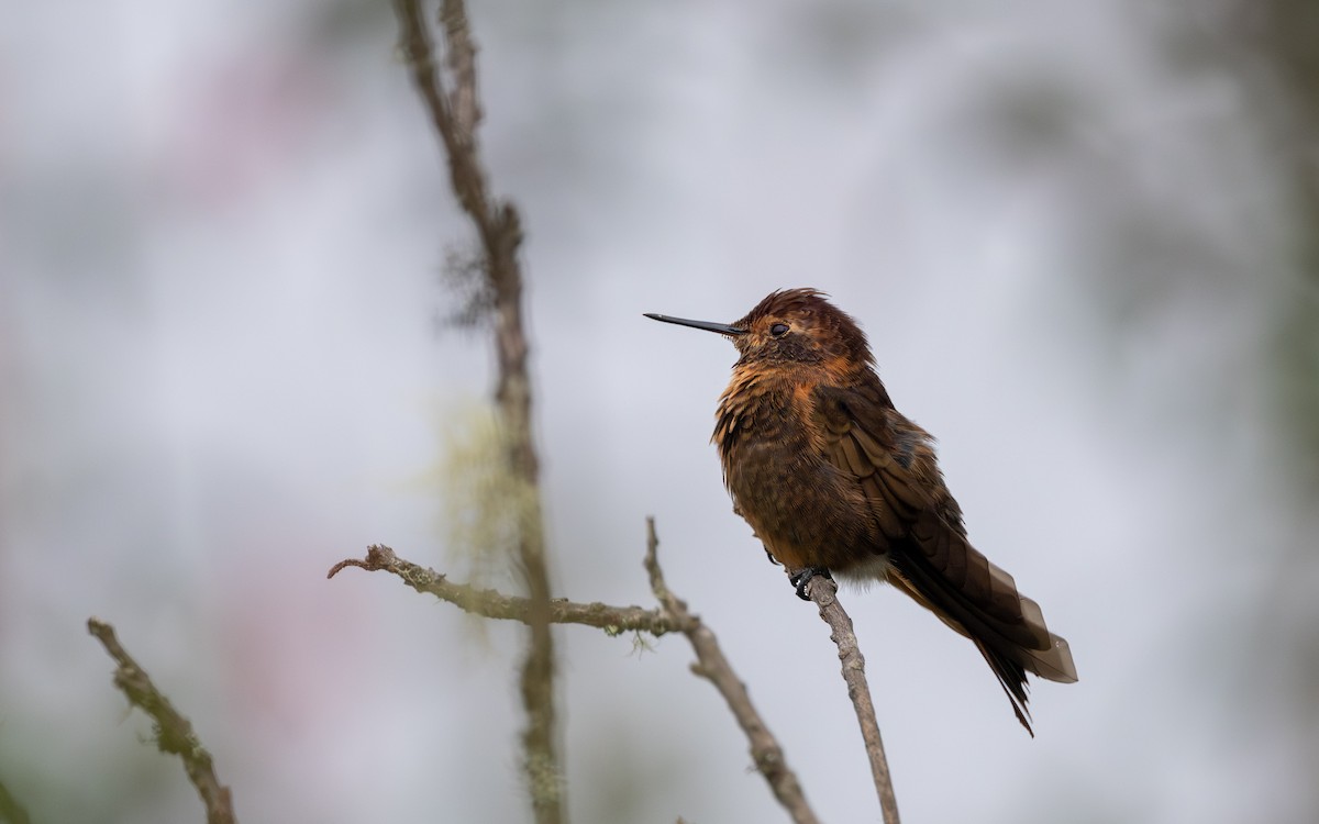 Rostkolibri - ML646033306