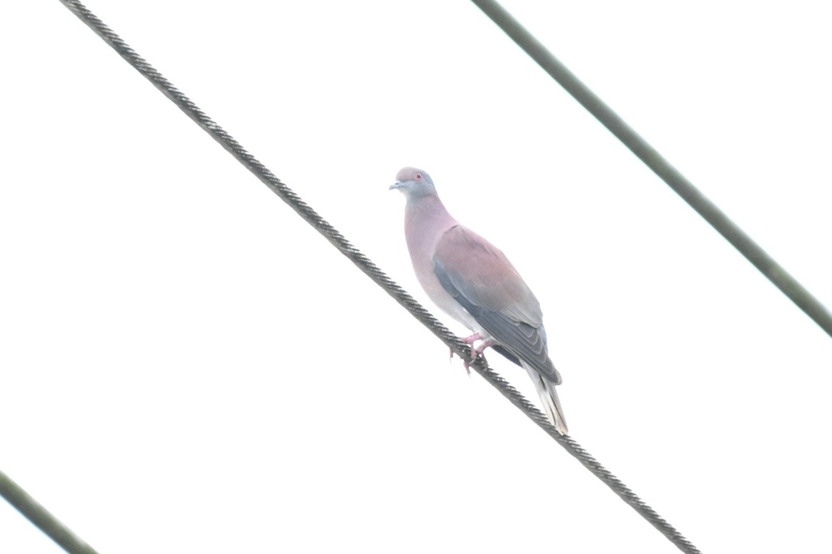 Rotrückentaube - ML646033307