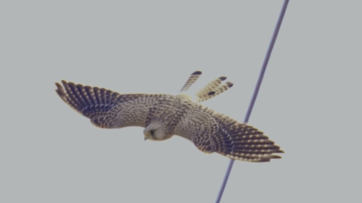 Turmfalke - ML646033308