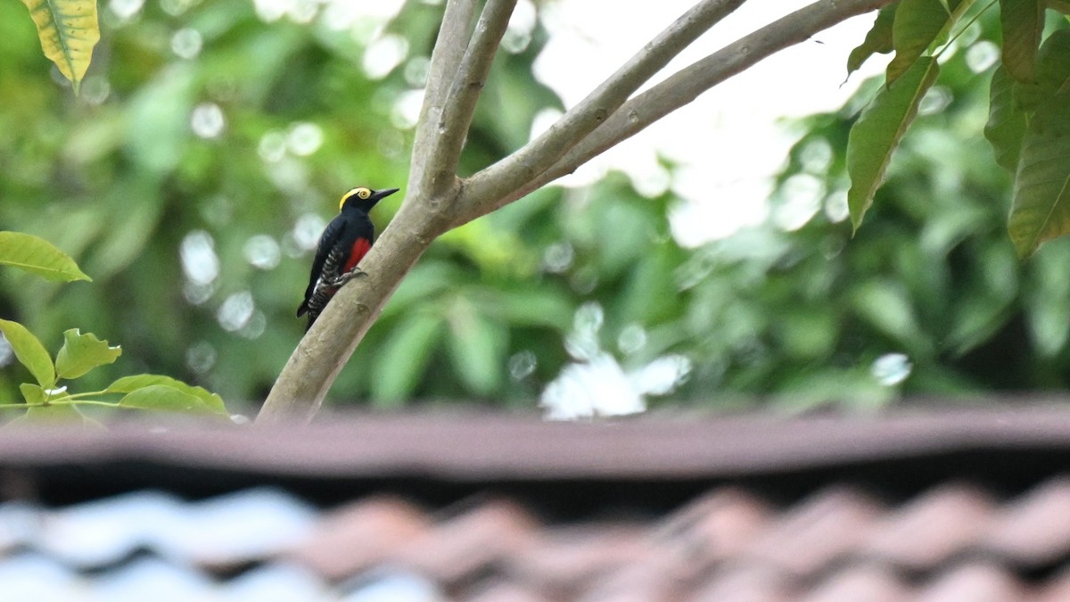 Gelbbrauenspecht - ML646033309