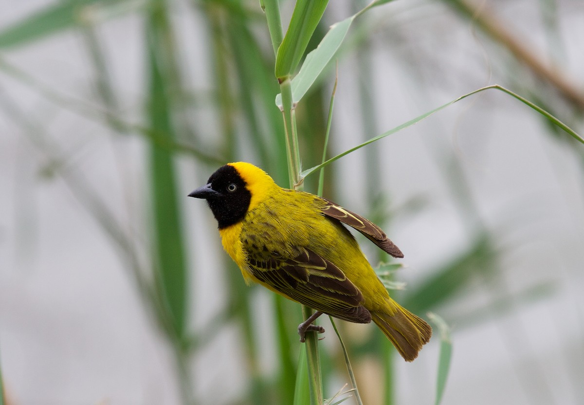 Lesser Masked-Weaver - Matt Brady