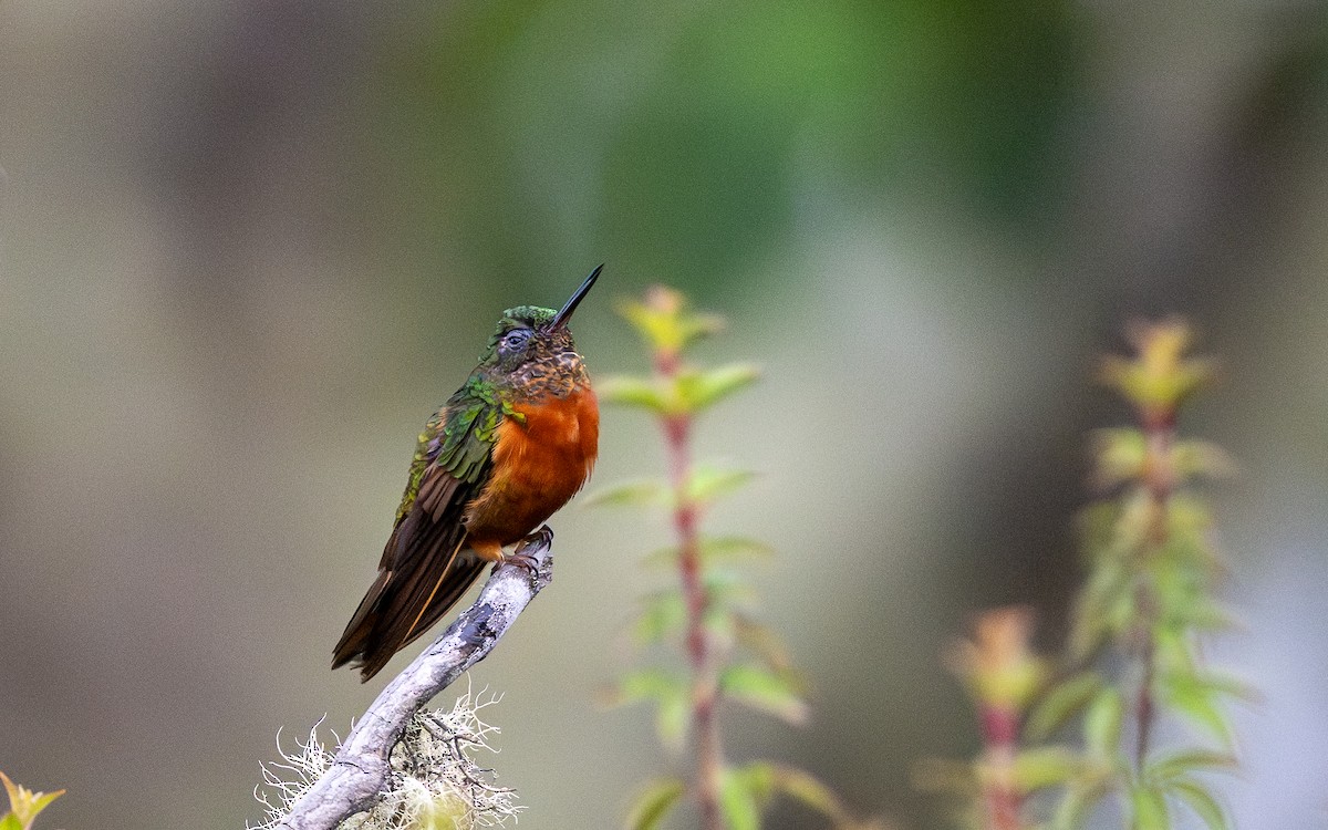 Rotbauchkolibri - ML646033310