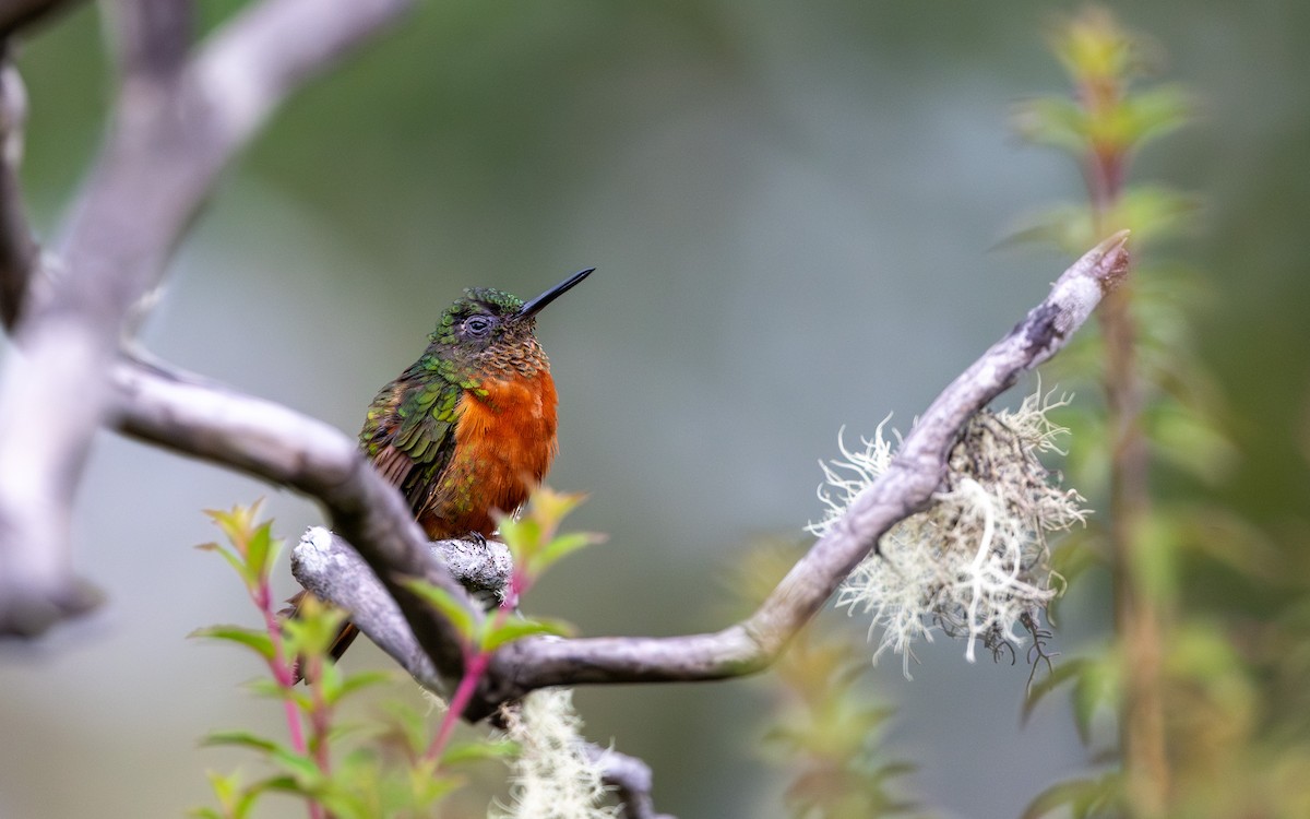 Rotbauchkolibri - ML646033311