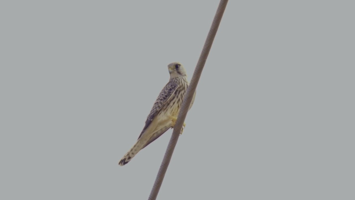 Turmfalke - ML646033312