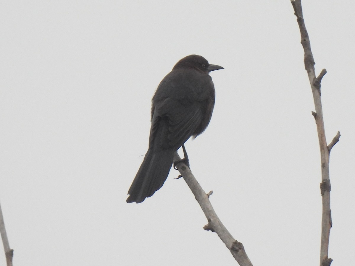 Großschwanzgrackel - ML646033313