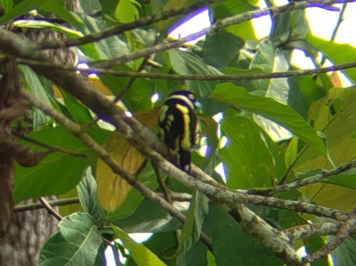 Halsband-Breitrachen - ML646033314