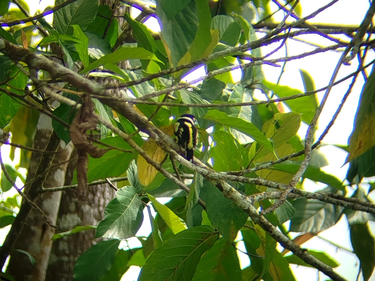 Halsband-Breitrachen - ML646033315