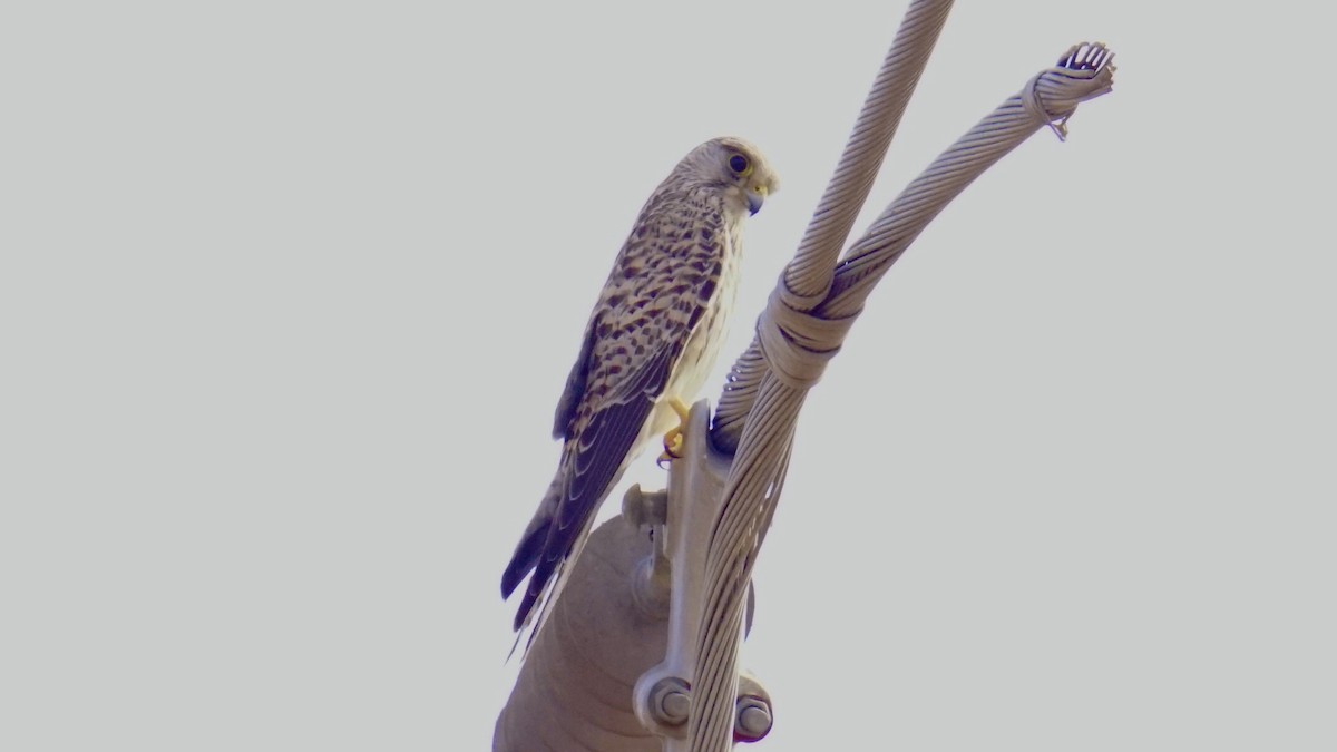 Turmfalke - ML646033316