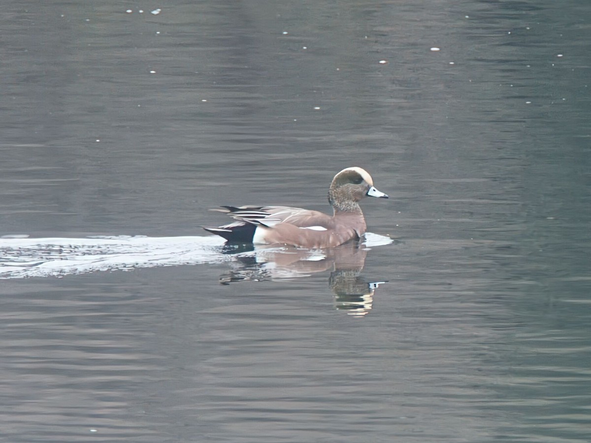 hvízdák americký - ML646033344