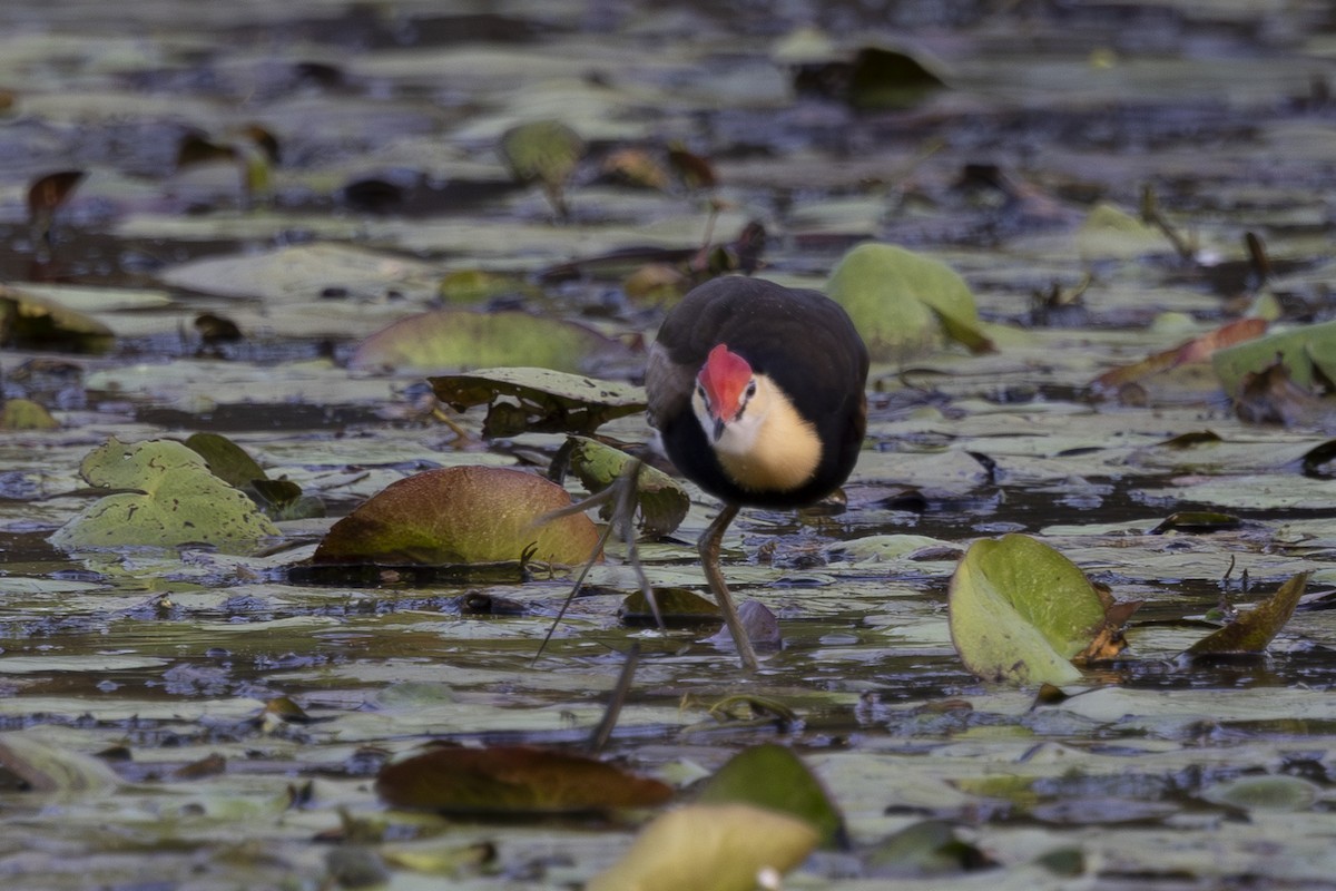 Comb-crested Jacana - ML646033347