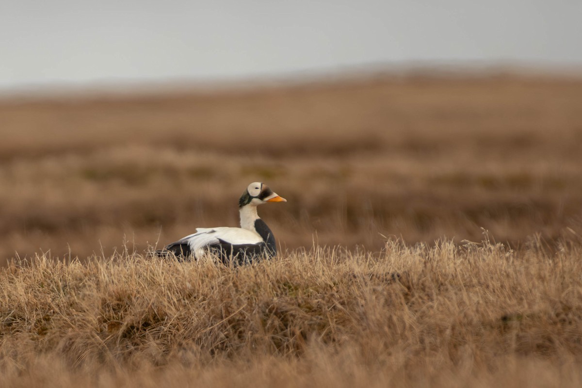 Spectacled Eider - ML646033372