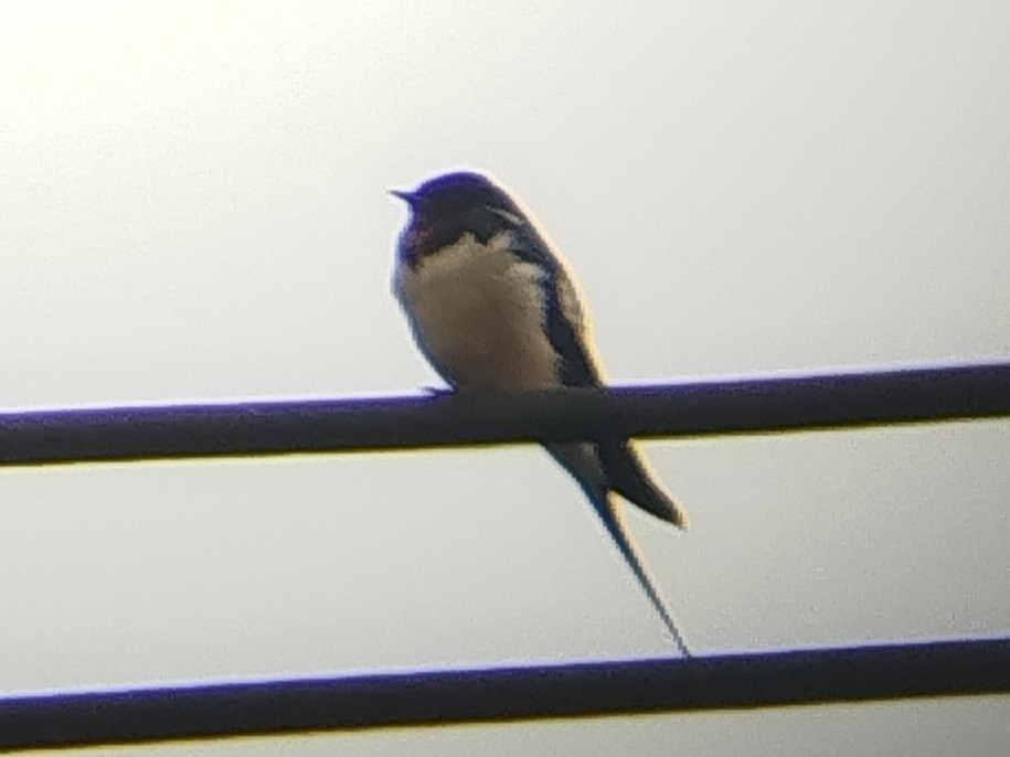 vlaštovka obecná - ML646033377