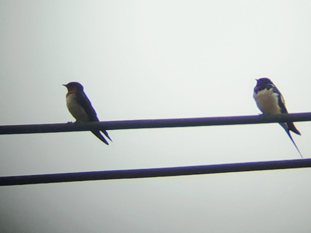 vlaštovka obecná - ML646033379