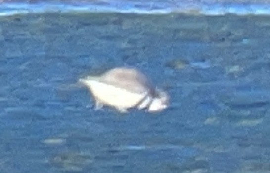 Double-banded Plover - ML646033382