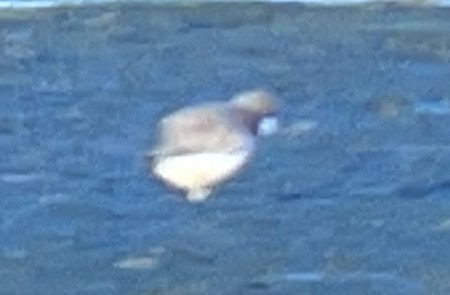 Double-banded Plover - ML646033383