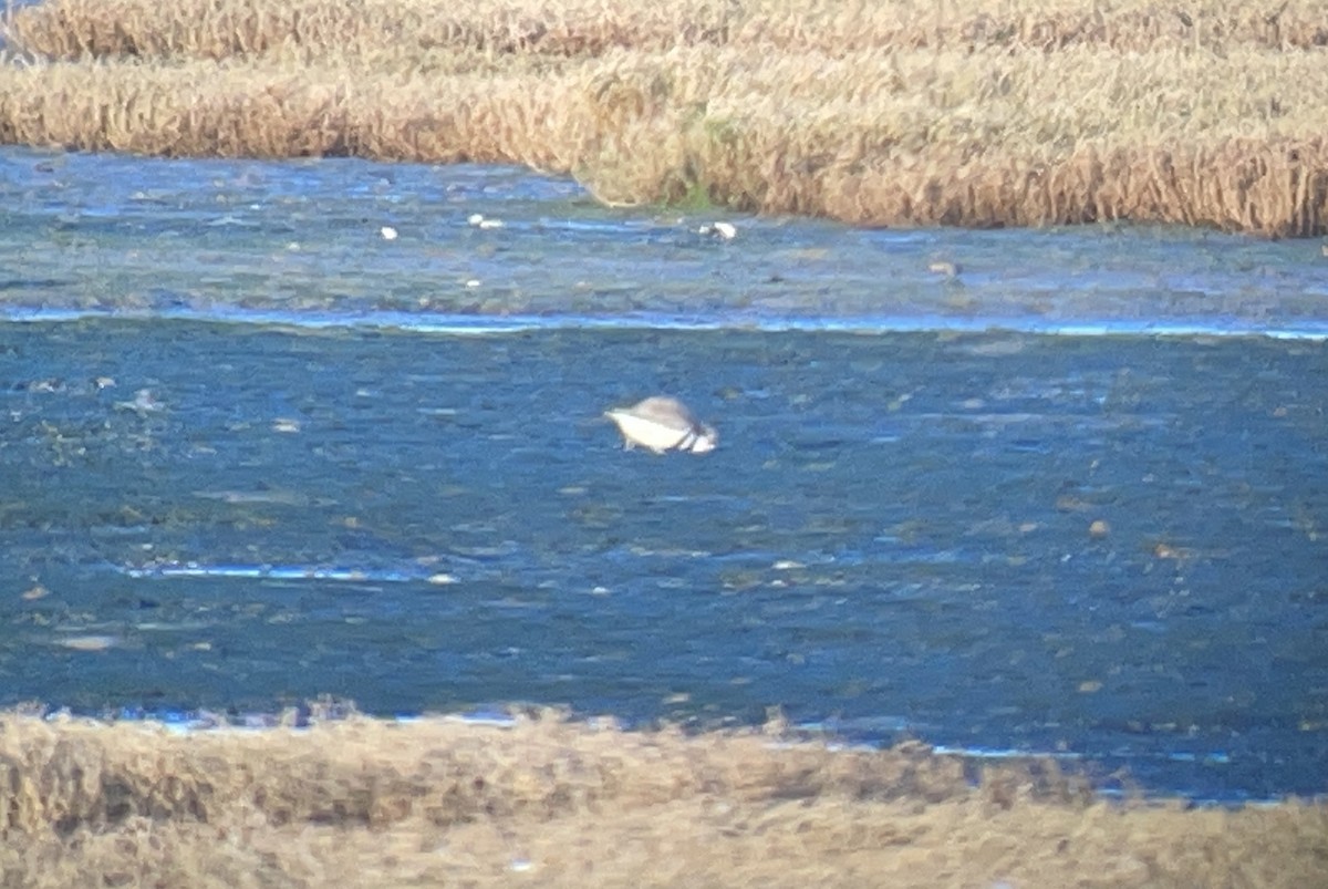 Double-banded Plover - ML646033386