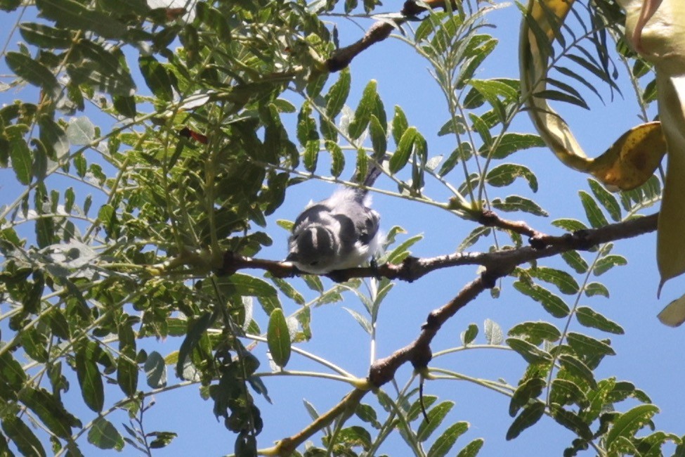 Голубая комароловка - ML646033390