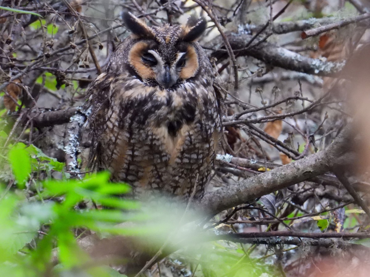Long-eared Owl - ML646033393