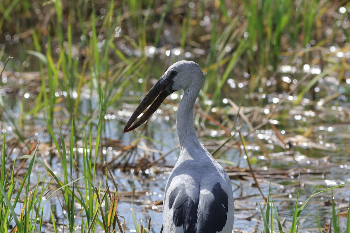 Asian Openbill - ML646033396