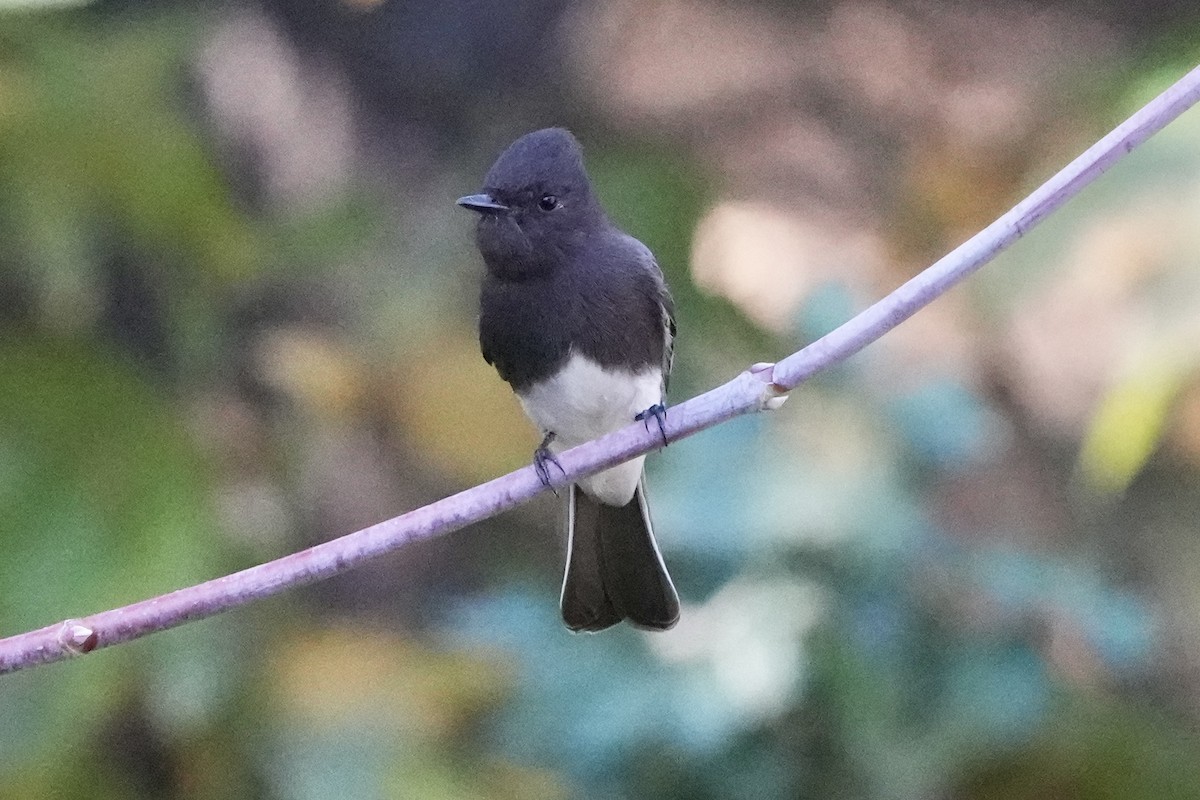 Black Phoebe - ML646033398